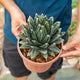 Simegarden Agave victoriae reginae 21 cm
