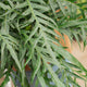 Simegarden Aglaomorpha coronans 'Jim' 23 cm