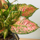 Aglaonema pianta
