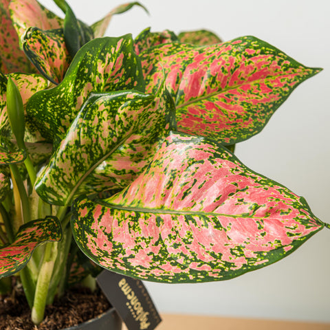 Aglaonema pianta