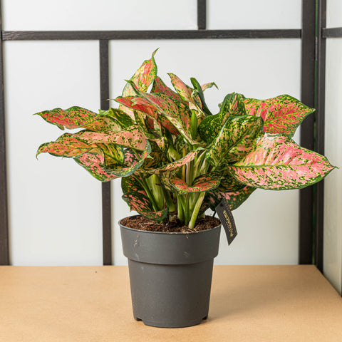 aglaonema rosa cura Aglaonema crimson love