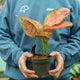 Simegarden Aglaonema ruby love 12 cm