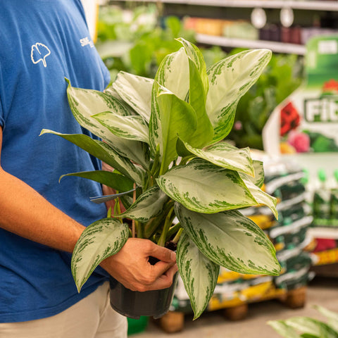 Simegarden Aglaonema silver bay