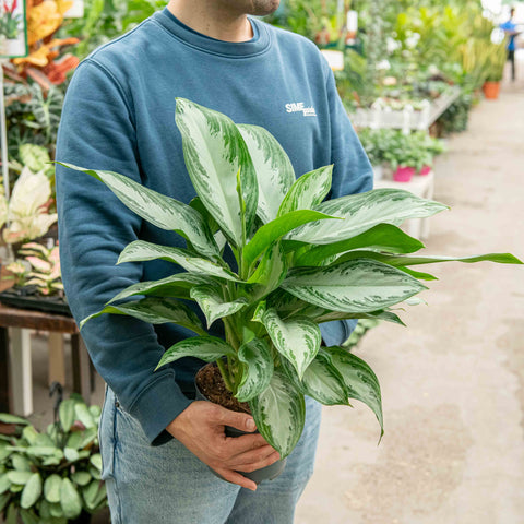 aglaonema silver bay cura Aglaonema silver bay
