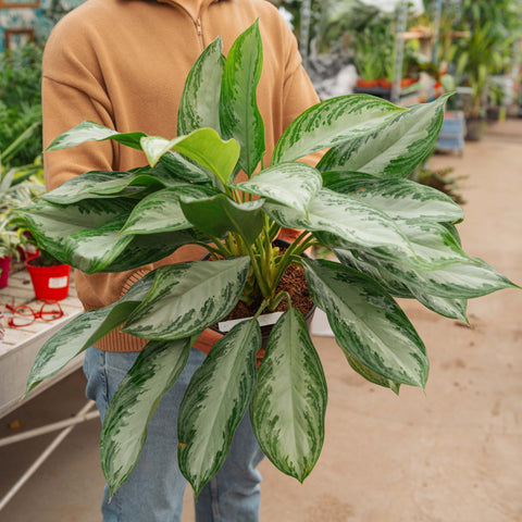 aglaonema pianta Aglaonema silver bay