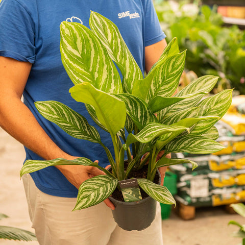 Simegarden Aglaonema stripes 17 cm