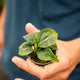 Simegarden Aglaonema Tom's Pride 6 cm