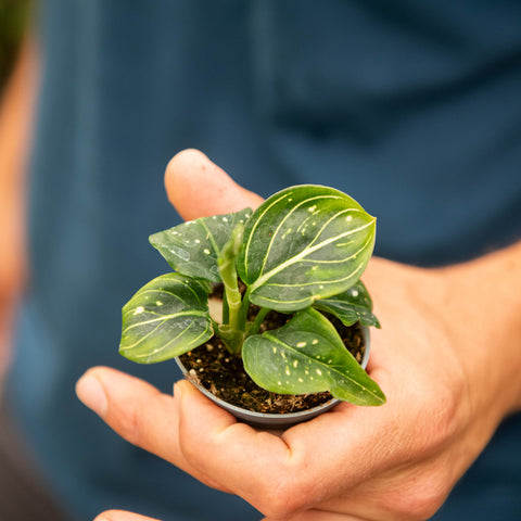 Simegarden Aglaonema Tom's Pride 6 cm
