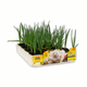 Simegarden Aglio bianco 6 piante / da inizio novembre a metà marzo