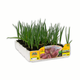Simegarden Aglio rosso 6 piante / da inizio novembre a metà marzo