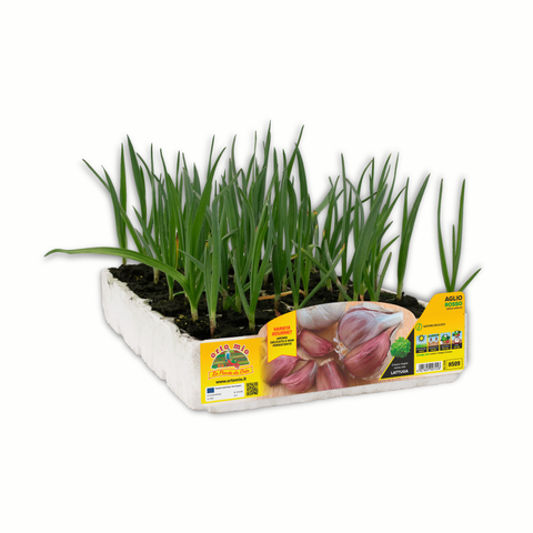 Simegarden Aglio rosso 6 piante / da inizio novembre a metà marzo