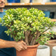 Simegarden Albero di giada