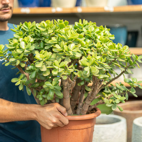 Simegarden Albero di giada