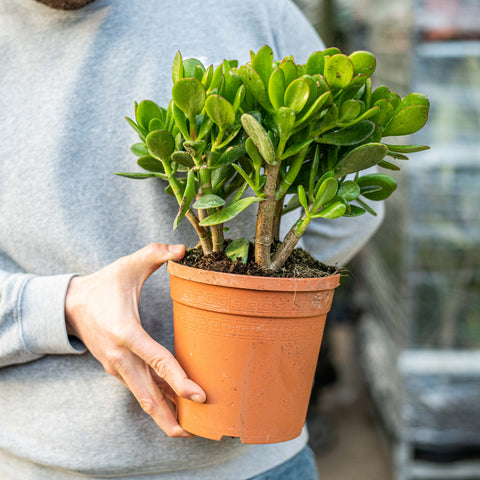 Simegarden Albero di giada