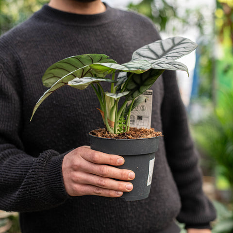 Simegarden Alocasia dragon scale 14 cm