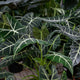 Simegarden Alocasia frydek 21 cm