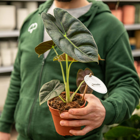 Simegarden Alocasia golden bone 12 cm