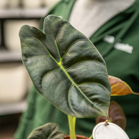 Simegarden Alocasia golden bone 12 cm