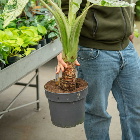 Simegarden Alocasia macrorrhiza splash