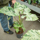Simegarden Alocasia macrorrhiza splash