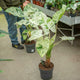 Simegarden Alocasia macrorrhiza splash