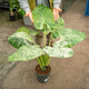 Simegarden Alocasia macrorrhiza splash 24 cm