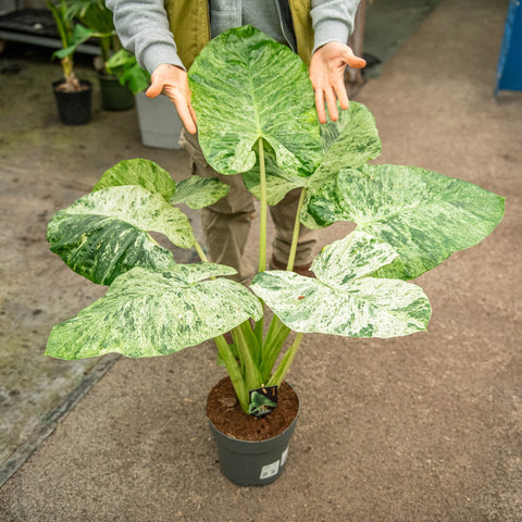 Simegarden Alocasia macrorrhiza splash 24 cm