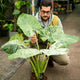 Simegarden Alocasia macrorrhiza splash 24 cm