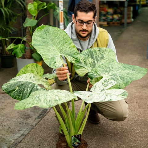 Simegarden Alocasia macrorrhiza splash 24 cm