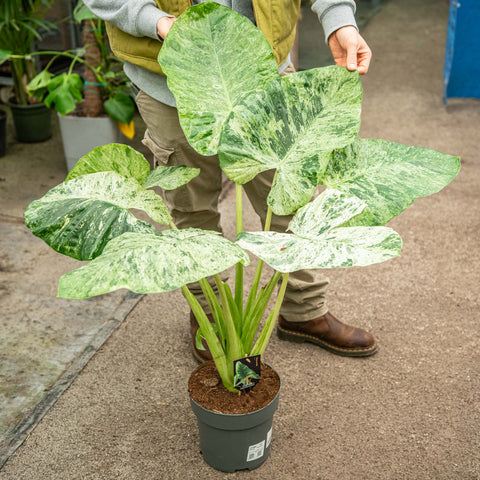 Simegarden Alocasia macrorrhiza splash 24 cm