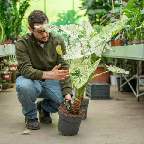 Simegarden Alocasia macrorrhiza splash 24 cm - Esemplare con tronco