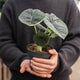 Simegarden Alocasia melo 14 cm