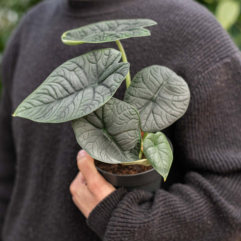 Simegarden Alocasia melo 14 cm