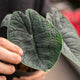 Simegarden Alocasia melo 14 cm