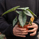 Simegarden Alocasia platinum 12 cm