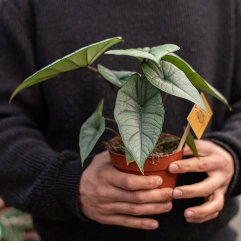 Simegarden Alocasia platinum 12 cm