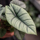 Simegarden Alocasia platinum 12 cm