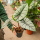 Simegarden Alocasia platinum 14 cm