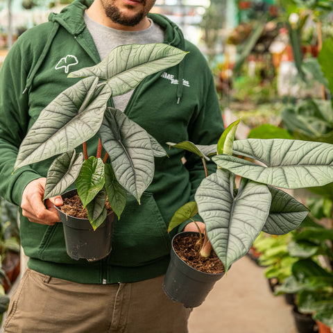 Simegarden Alocasia platinum