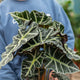 Simegarden Alocasia polly