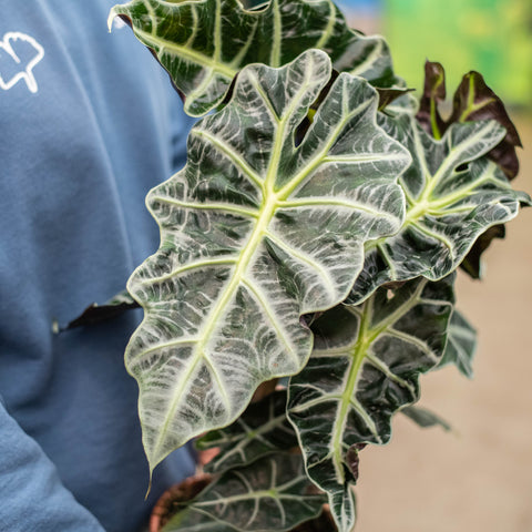 Simegarden Alocasia polly