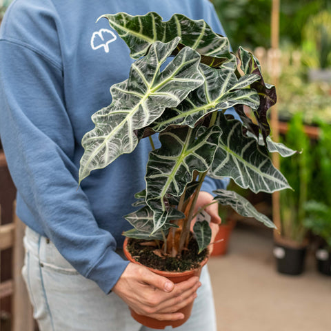 Simegarden Alocasia polly 17 cm