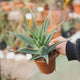 Simegarden Aloe arborescens 12 cm