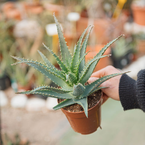 Simegarden Aloe arborescens 12 cm