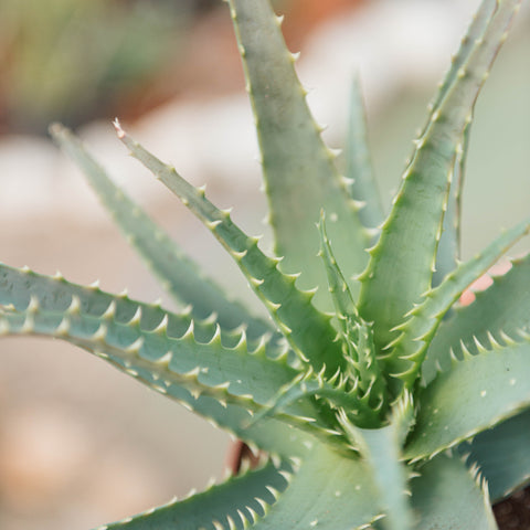 Simegarden Aloe arborescens 12 cm