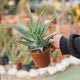 Simegarden Aloe arborescens 12 cm
