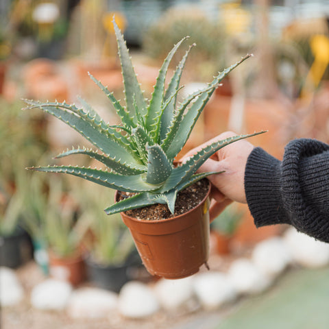 Simegarden Aloe arborescens 12 cm