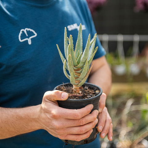Simegarden Aloe dichotoma 13 cm