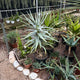 Simegarden Aloe dichotoma 30 cm - ESEMPLARE XXL