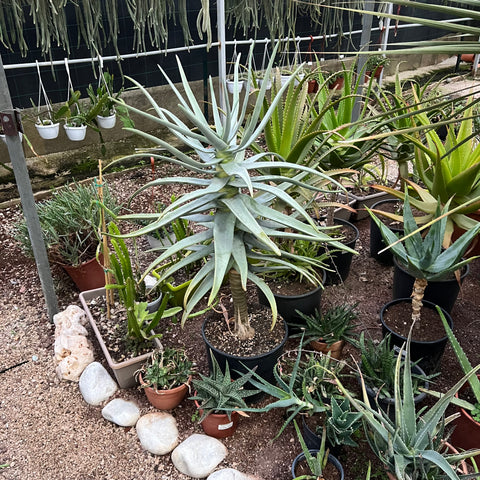 Simegarden Aloe dichotoma 30 cm - ESEMPLARE XXL